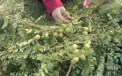 Me rừng Hiền Hào - quà tặng sức khỏe từ thiên nhiên