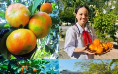 Cam Gia Luận – món quà từ thiên nhiên của người dân huyện đảo