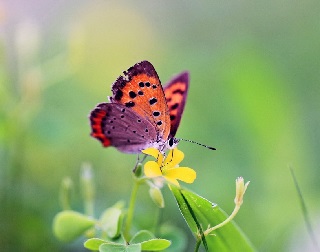 Bươm Bướm kén vợ