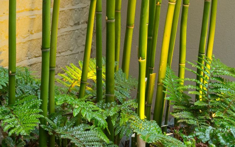 Tre và dương xỉ